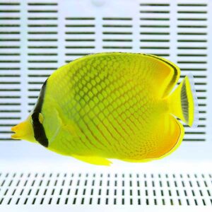 ★アミチョウ 3匹セット 4-6cm±! 海水魚 チョウチョウウオ 15時までのご注文で当日発送(t114