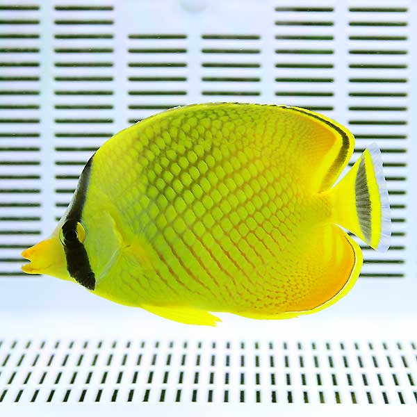 ★アミチョウ 3匹セット 4-6cm±! 海水魚 チョウチョウウオ 15時までのご注文で当日発送(t114