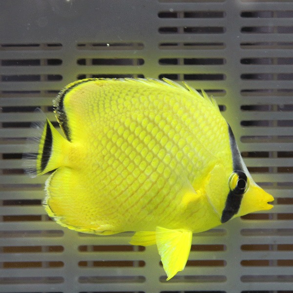 ★アミチョウ 4-6cm±!海水魚 チョウチョウウオ 15時までのご注文で当日発送(t114