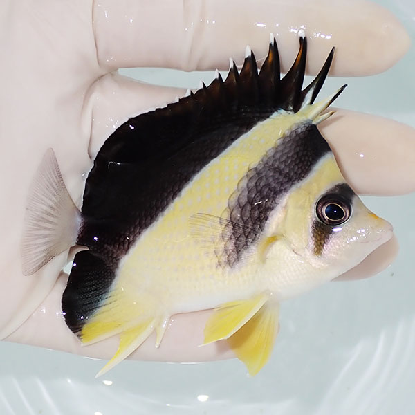 【現物2】バーゲスバタフライ 8.5cm±! 海水魚 チョウチョウウオ 15時までのご注文で当日発送(t114(t207