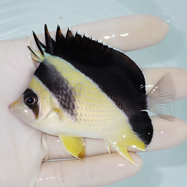 【現物2】バーゲスバタフライ 8.5cm±! 海水魚 チョウチョウウオ 15時までのご注文で当日発送(t114(t207