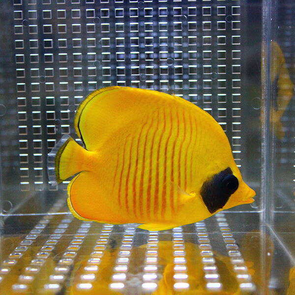 ゴールデンバタフライ 5-7cm±! 海水魚 チョウチョウウオ 15時までのご注文で当日発送(t114