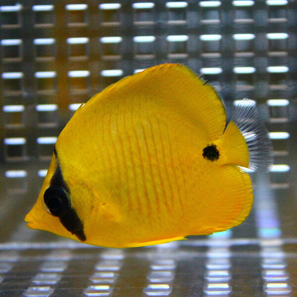 ゴールデンバタフライ 5-7cm±! 海水魚 チョウチョウウオ 15時までのご注文で当日発送(t114