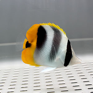 スダレチョウ 6-8cm±!海水魚 チョウチョウウオ 15時までのご注文で当日発送(t114