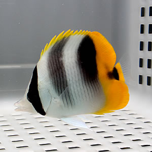 スダレチョウ 6-8cm±!海水魚 チョウチョウウオ 15時までのご注文で当日発送(t114