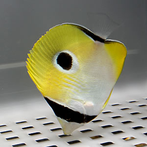 イッテンチョウ 4-6cm±! 海水魚 チョウチョウウオ !15時までのご注文で当日発送(t114
