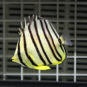 ヤスジチョウチョウウオ 6-8cm±! 海水魚 チョウチョウウオ  15時までのご注文で当日発送(t114