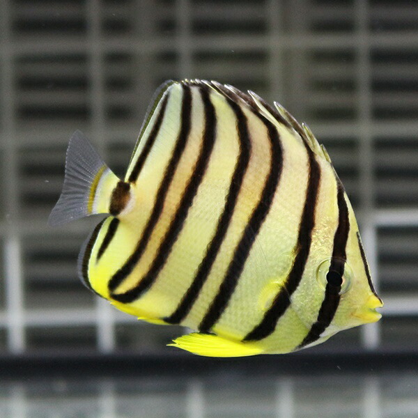 ヤスジチョウチョウウオ 6-8cm±! 海水魚 チョウチョウウオ  15時までのご注文で当日発送(t114
