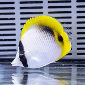 ニセフウライ 5-7cm±! 海水魚 チョウチョウウオ 15時までのご注文で当日発送(t114