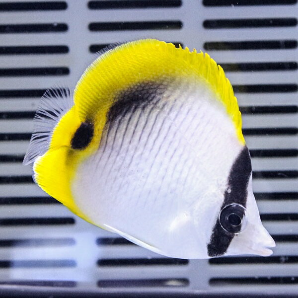ニセフウライ 5-7cm±! 海水魚 チョウチョウウオ 15時までのご注文で当日発送(t114