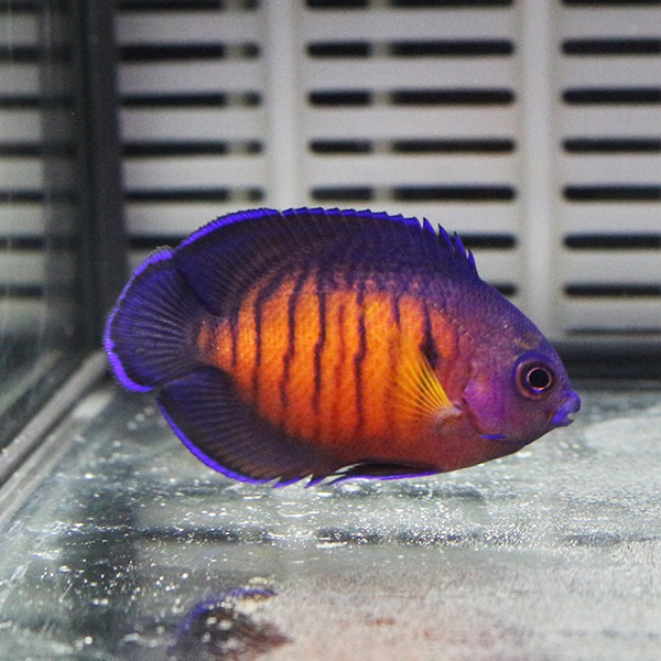ルリヤッコ 3-5cm± ! 海水魚 ヤッコ 15時までのご注文で当日発送(t111