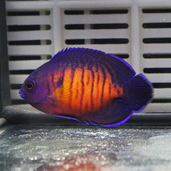 ルリヤッコ 3-5cm± ! 海水魚 ヤッコ 15時までのご注文で当日発送(t111