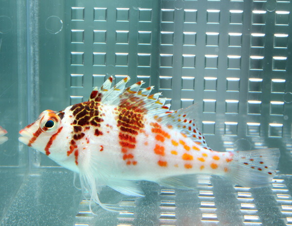 サラサゴンベ 【1匹】 ! 海水魚 ゴンベ 餌付け・!15時までのご注文で当日発送(t125