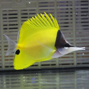フエヤッコ 6-8cm± ! 海水魚 チョウチョウウオ  (t114
