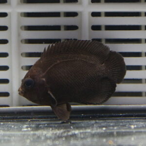 オハグロヤッコ 6-8cm! 海水魚 ヤッコ!15時までのご注文で当日発送(t111