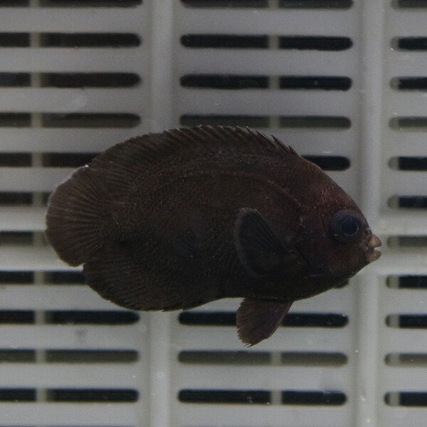 オハグロヤッコ 6-8cm! 海水魚 ヤッコ!15時までのご注文で当日発送(t111