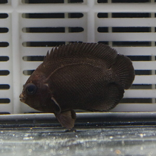 オハグロヤッコ 6-8cm! 海水魚 ヤッコ!15時までのご注文で当日発送(t111