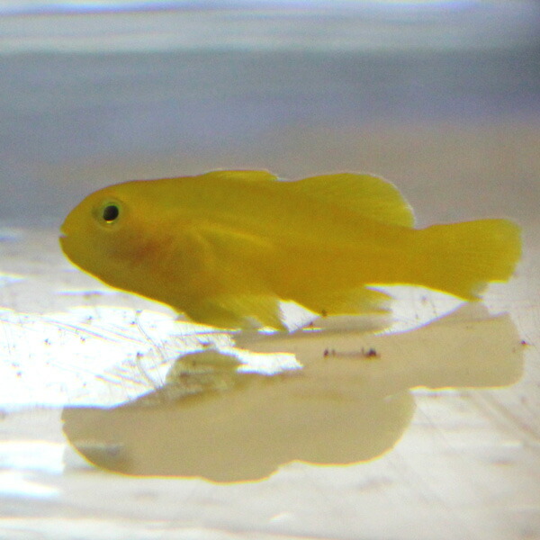 キイロサンゴハゼ 2-4cm± 海水魚 ハゼ! 餌付け 15時までのご注文で当日発送(t121
