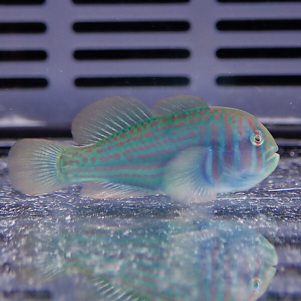ベニサシコバンハゼ 2-3cm± 海水魚 ハゼ! 餌付け 15時までのご注文で当日発送(t121