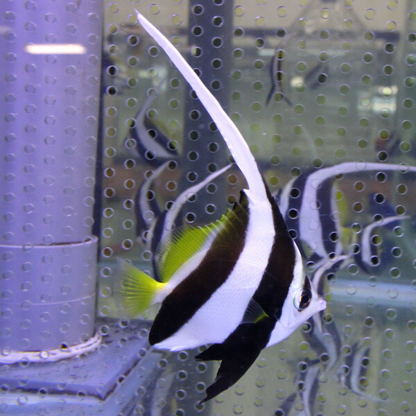 ハタタテダイ  7-9m±!15時までのご注文で当日発送海水魚 チョウチョウウオ(t114