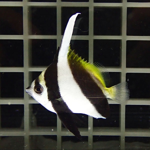 ハタタテダイ 4-5cm±!※多少のヒレ欠けがあります 餌付け チョウチョウウオ(t114