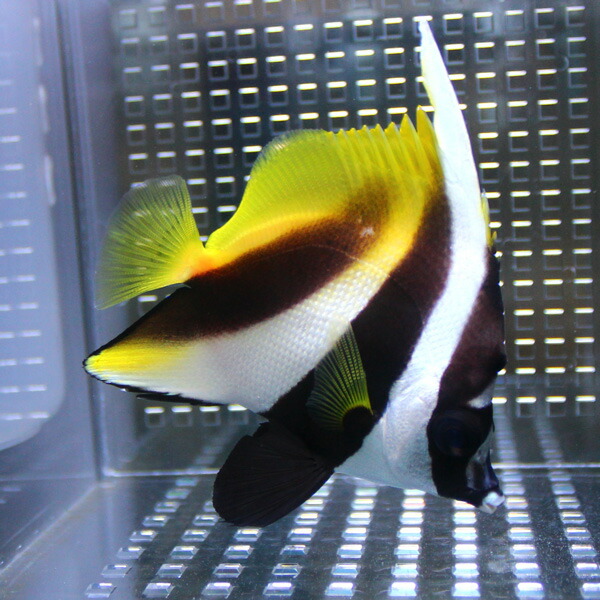 オニハタタテダイ 5-7cm±! 海水魚 チョウチョウウオ !15時までのご注文で当日発送(t114