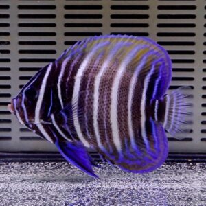 ロクセンヤッコ 5-7cm± !15時までのご注文で当日発送海水魚 ヤッコ(t111