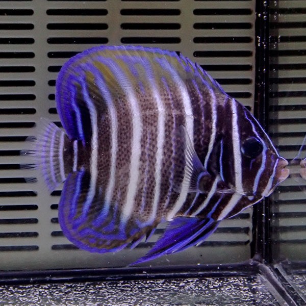 ロクセンヤッコ 5-7cm± !15時までのご注文で当日発送海水魚 ヤッコ(t111