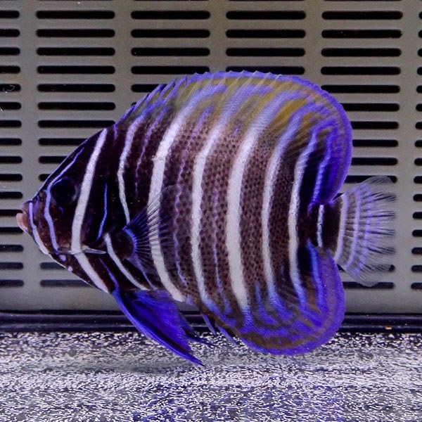 ロクセンヤッコ 5-7cm± !15時までのご注文で当日発送海水魚 ヤッコ(t111