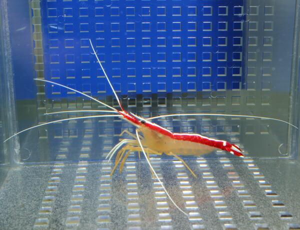 スカンクシュリンプ Mサイズ 【3匹セット】! 海水魚 エビ 餌付け クリーナーシュリンプ【エビ】(t129