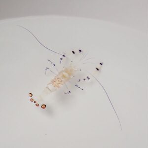 イソギンチャクエビ 【1匹】! 海水魚 エビ !【15時までのご注文で当日発送】(t129