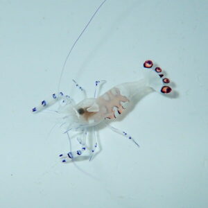 ★イソギンチャクエビ ★ !  海水魚 エビ !【15時までのご注文で当日発送】(t129