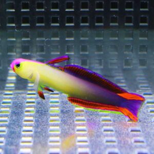 アケボノハゼ 4-6cm± 【3匹セット】!  海水魚 ハゼ15時までのご注文で当日発送(t121