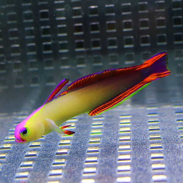 アケボノハゼ 4-6cm± 【3匹セット】!  海水魚 ハゼ15時までのご注文で当日発送(t121