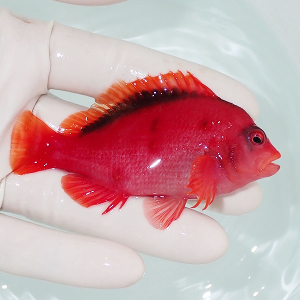 【現物1】小笠原産ベニゴンベ 8.5cm±! 海水魚 ゴンベ 餌付け 15時までのご注文で当日発送(t125