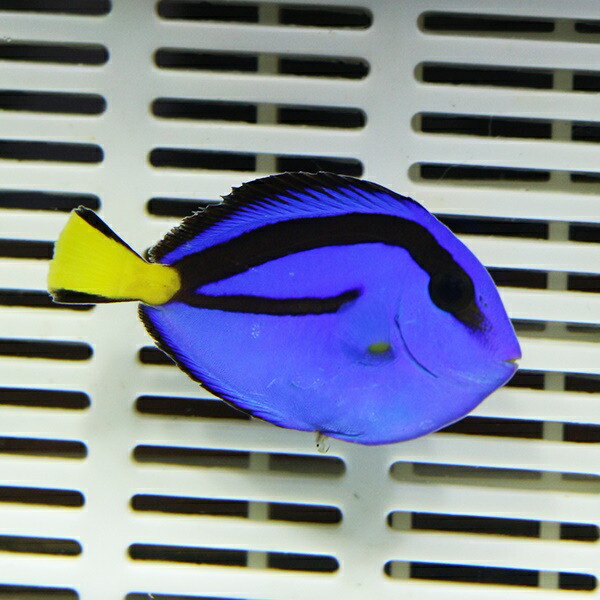 ナンヨウハギ Sサイズ 3.5-4.5cm±!ヒレスレ欠けあり  ハギ 海水魚 餌付け(t119