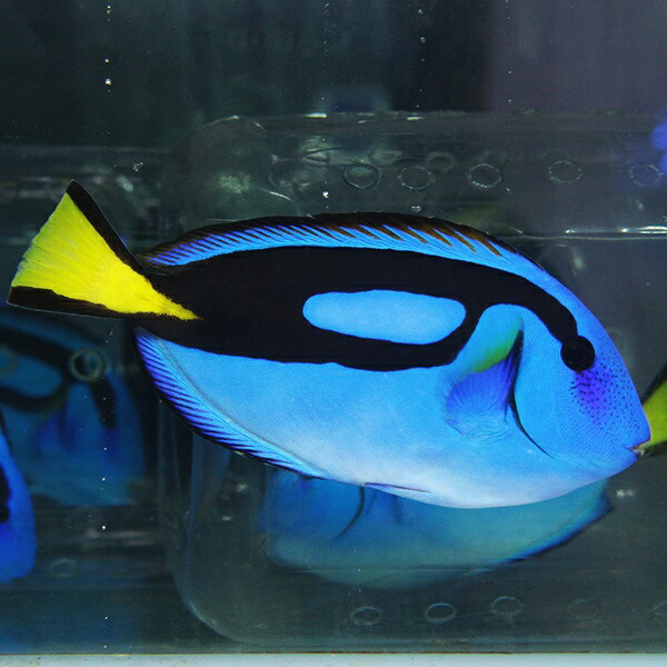 ナンヨウハギ L 9-11cm±!  海水魚 ハギ 15時までのご注文で当日発送(t119