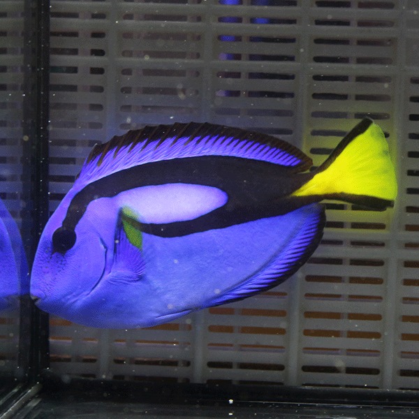 ナンヨウハギ MLサイズ 8-10cm !ハギ 海水魚 15時までのご注文で当日発送(t119