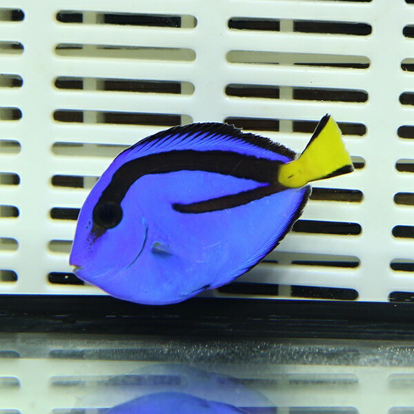 ナンヨウハギ Tサイズ 2-3cm±!多少ヒレ欠け有 ハギ 海水魚 (t119