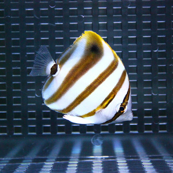 テンツキチョウ 4-6cm±!  海水魚 チョウチョウウオ 15時までのご注文で当日発送(t114