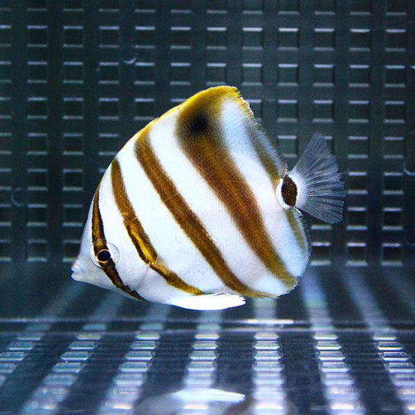 テンツキチョウ 4-6cm±!  海水魚 チョウチョウウオ 15時までのご注文で当日発送(t114