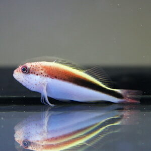 ホシゴンベ 【1匹】 7-9cm±! 海水魚 ゴンベ 餌付け・!15時までのご注文で当日発送(t125