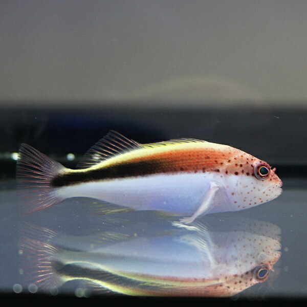 ホシゴンベ 【1匹】 7-9cm±! 海水魚 ゴンベ 餌付け・!15時までのご注文で当日発送(t125
