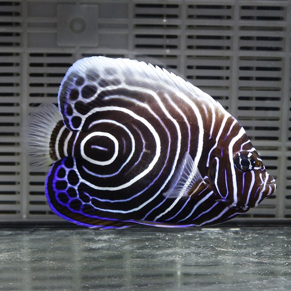 ウズマキ Lサイズ 8-10cm±!  海水魚 ヤッコ 餌付け 15時までのご注文で当日発送(t111