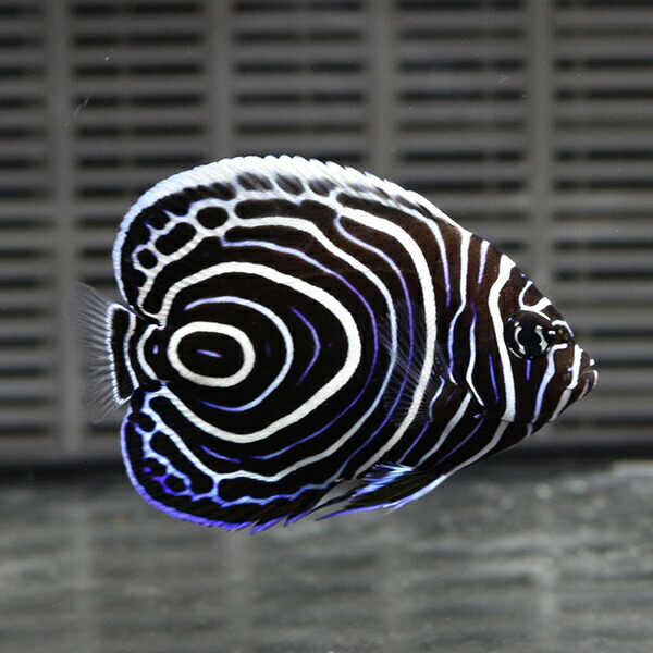 ウズマキ Sサイズ5-6cm±! 海水魚 ヤッコ 餌付け!15時までのご注文で当日発送(t111