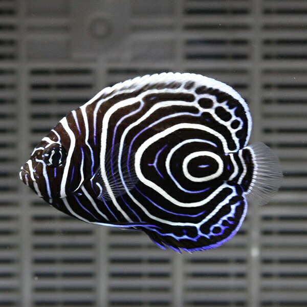 ウズマキ Sサイズ5-6cm±! 海水魚 ヤッコ 餌付け!15時までのご注文で当日発送(t111