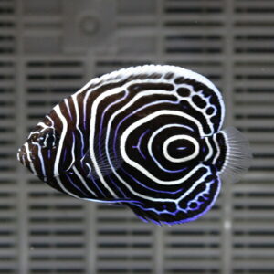 ウズマキ Tサイズ 3.5-4.5cm±!  海水魚 ヤッコ !15時までのご注文で当日発送(t111