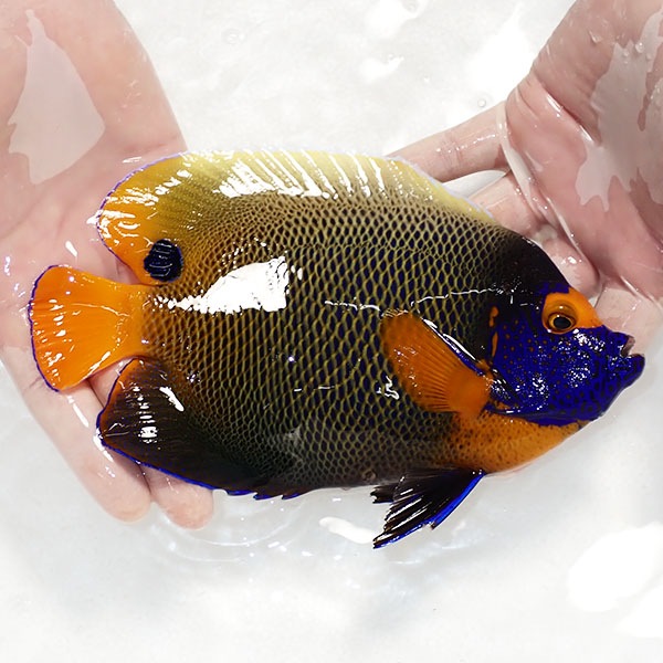 【現物4】 スレ有りアデヤッコ 成魚 20cm±! 海水魚 ヤッコ(t111(t207