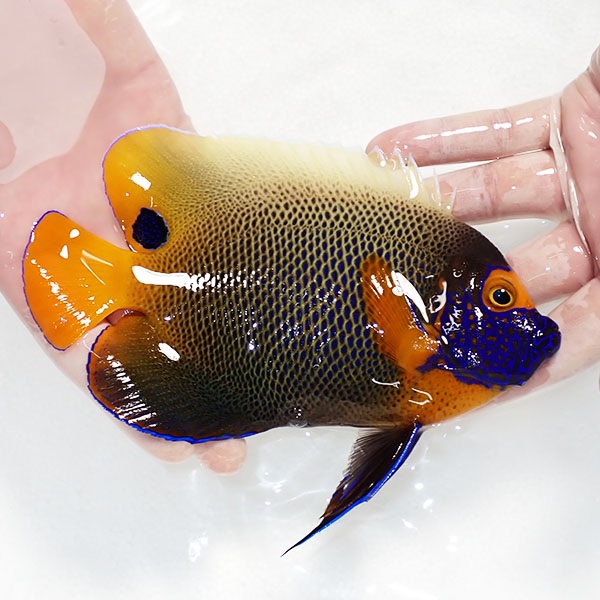【現物5】 アデヤッコ 成魚 17cm±! 海水魚 ヤッコ(t111(t207