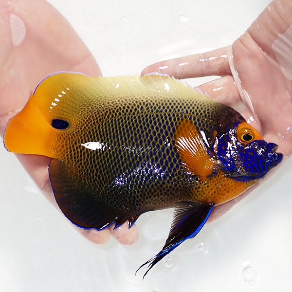 【現物6】粒エサOK スレ有り アデヤッコ 成魚 19cm±! 海水魚 ヤッコ(t111(t207